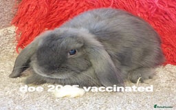 Mini Lop rabbits for sale: Minilops/mini lionlops available  - Image 3