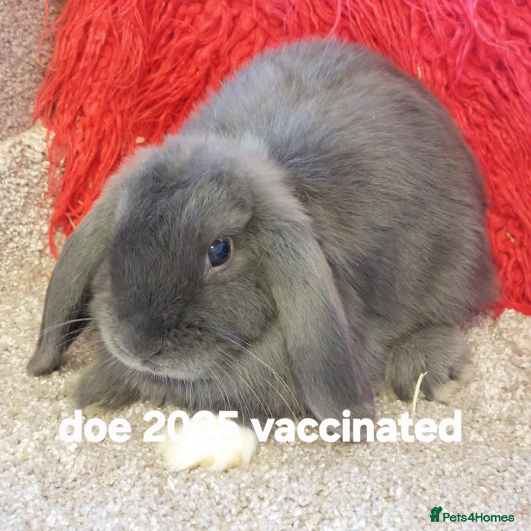 Mini Lop rabbits for sale: Minilops/mini lionlops available  - Image 3