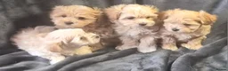 Maltipoo dogs for sale: F1 Maltipoo Litter – four adorable, sweet boys - Advert 2