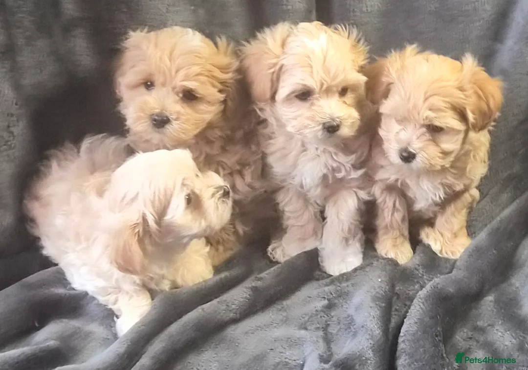 Maltipoo dogs for sale: F1 Maltipoo Litter – four adorable, sweet boys - Advert 2