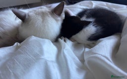 Ragdoll cats for sale:  Black & White Male Kitten ragdoll x Tabby Mix - Advert 5