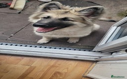 German Shepherd dogs for sale: Puppy German Shepard  - Image 3