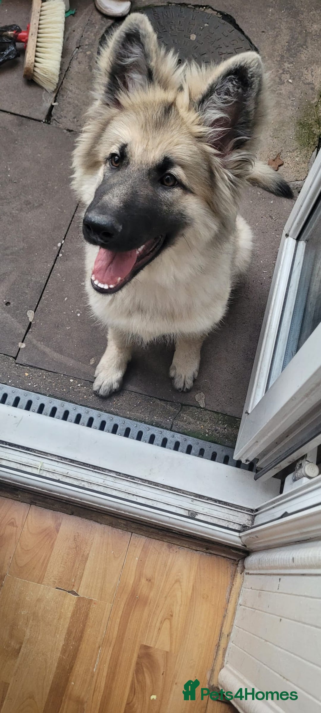German Shepherd dogs for sale: Puppy German Shepard  - Image 3