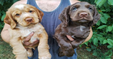 Cocker Spaniel dogs - Advert 6