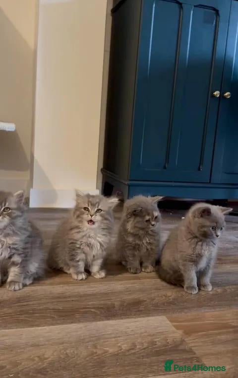 British Shorthair cats Beautiful British Shorthair Kittens - Advert 2