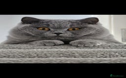 British Shorthair cats for sale: The loveliest calm boy Gandalf the Grey - Image 4