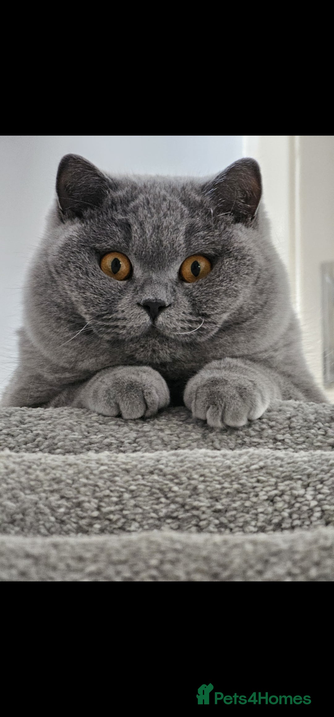 British Shorthair cats for sale: The loveliest calm boy Gandalf the Grey - Image 4