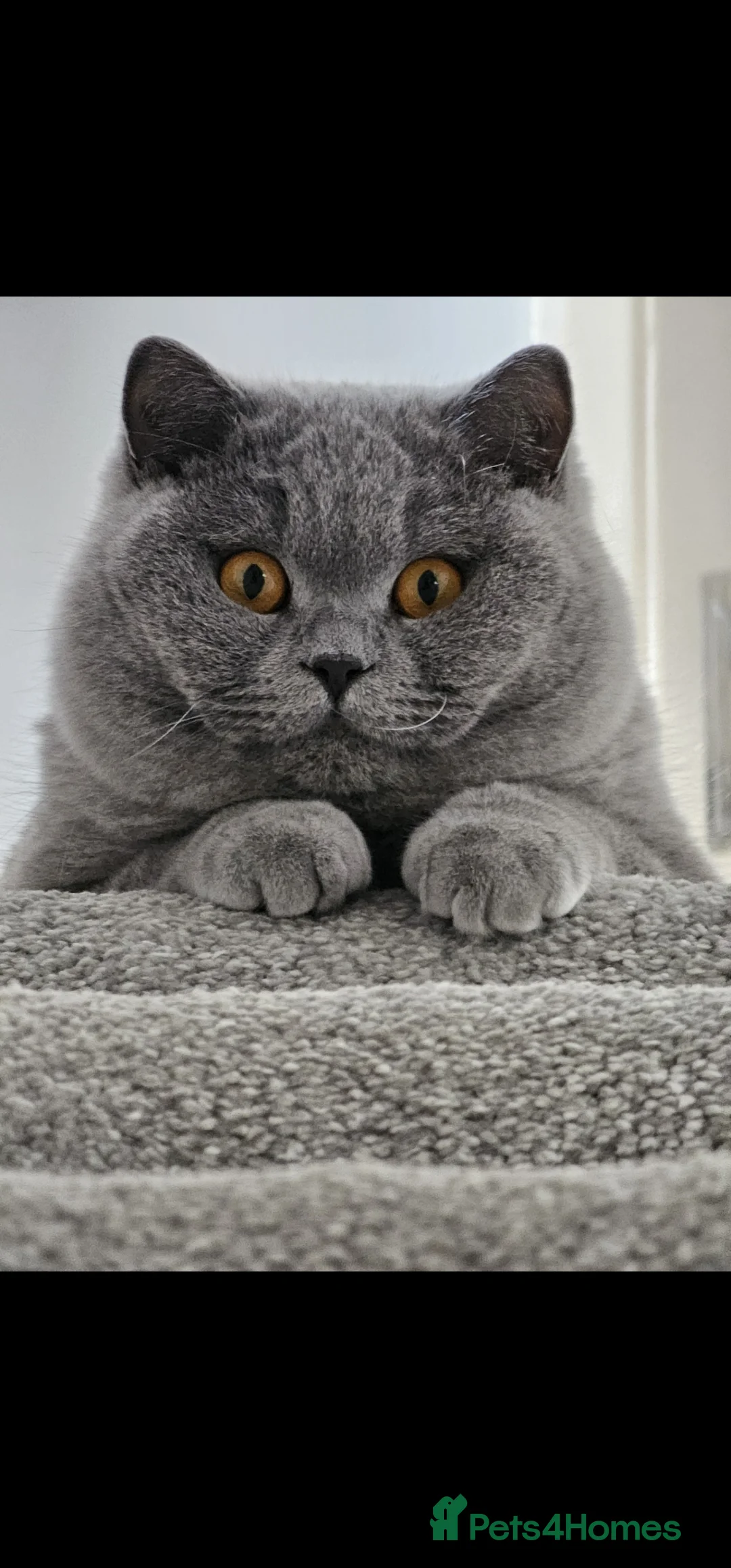British Shorthair cats for sale: Gorgeous Fluffy Cloud 3yr old Gandalf - Advert 4