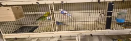 Budgerigars birds for sale: 3 Budgies & Lovebird Pair for Sale – 1 Year Old  - Advert 11