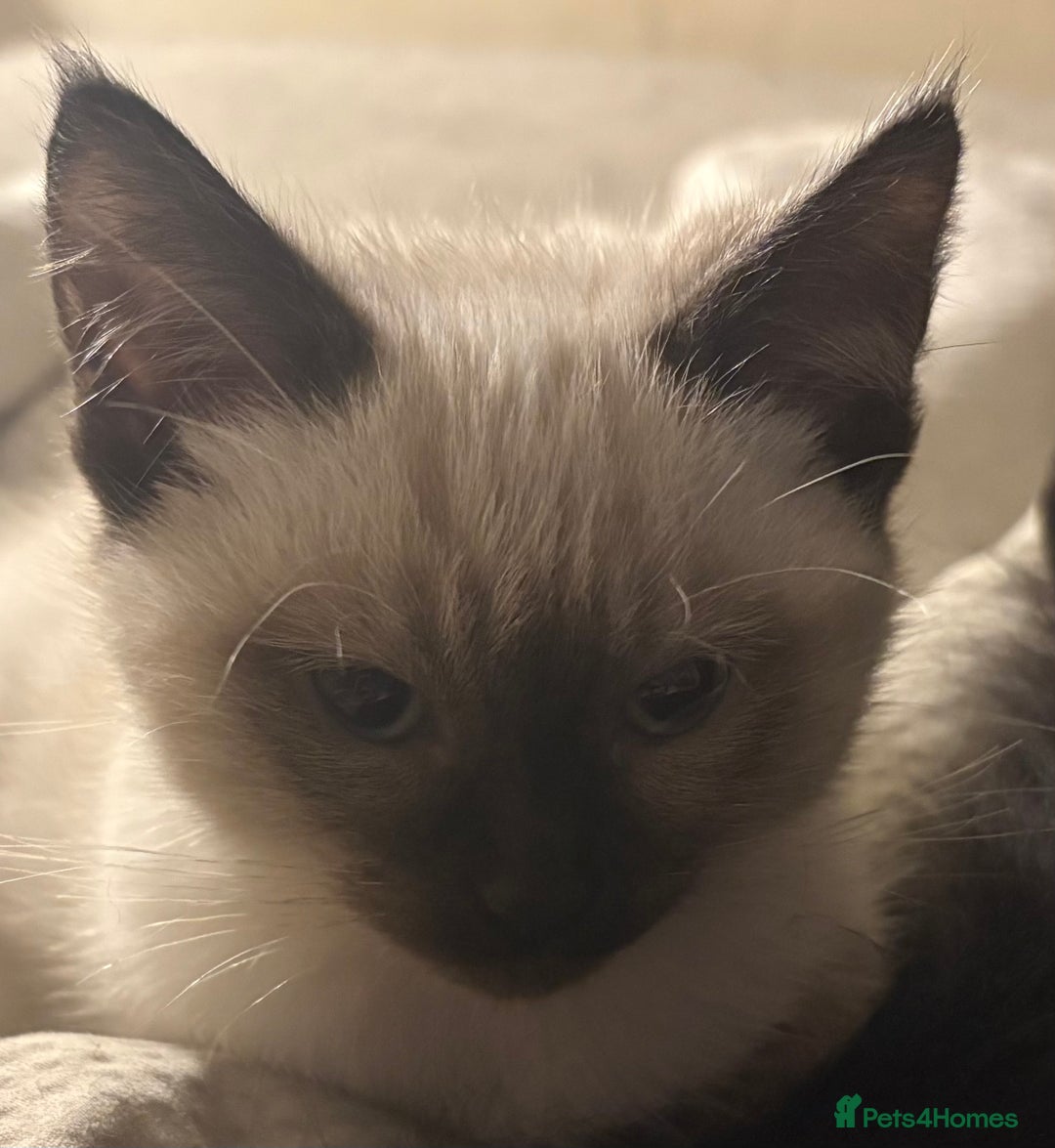 Mixed Breed cats for sale: Mixed Russian Blue, Ragdoll and Tabby  - Advert 2