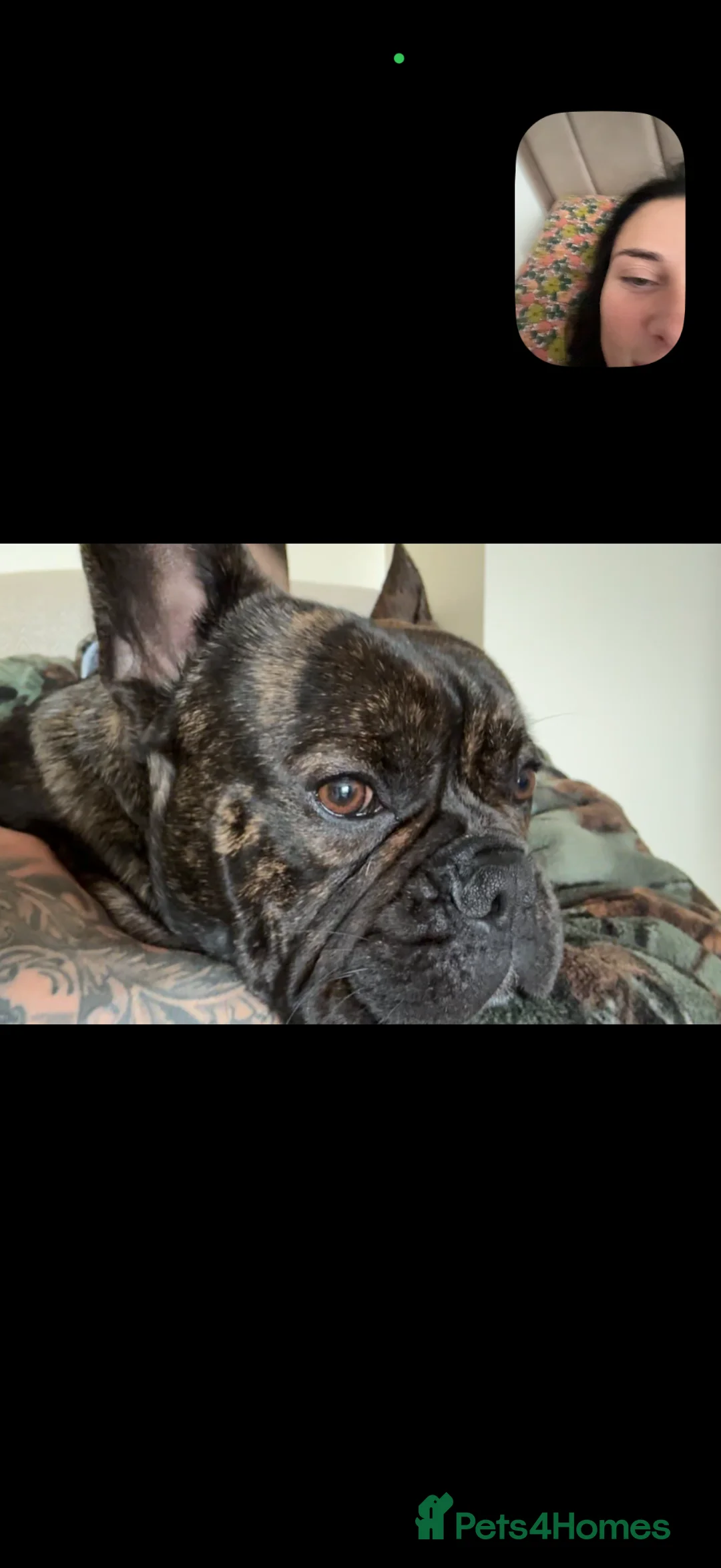 French Bulldog dogs for stud: French bull dog for stud  in Tredegar - Advert 4