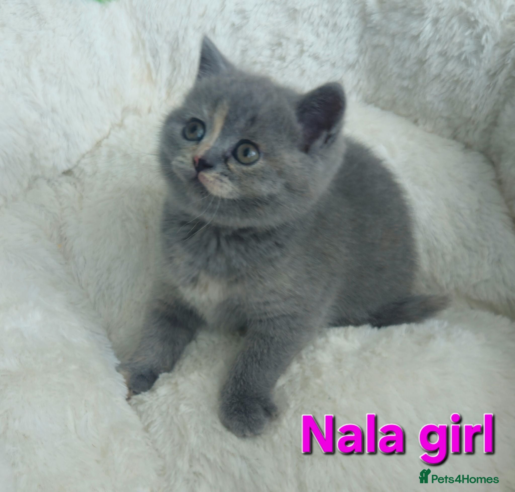 British Shorthair cats Gorgeous British shorthair kittens - Advert 1