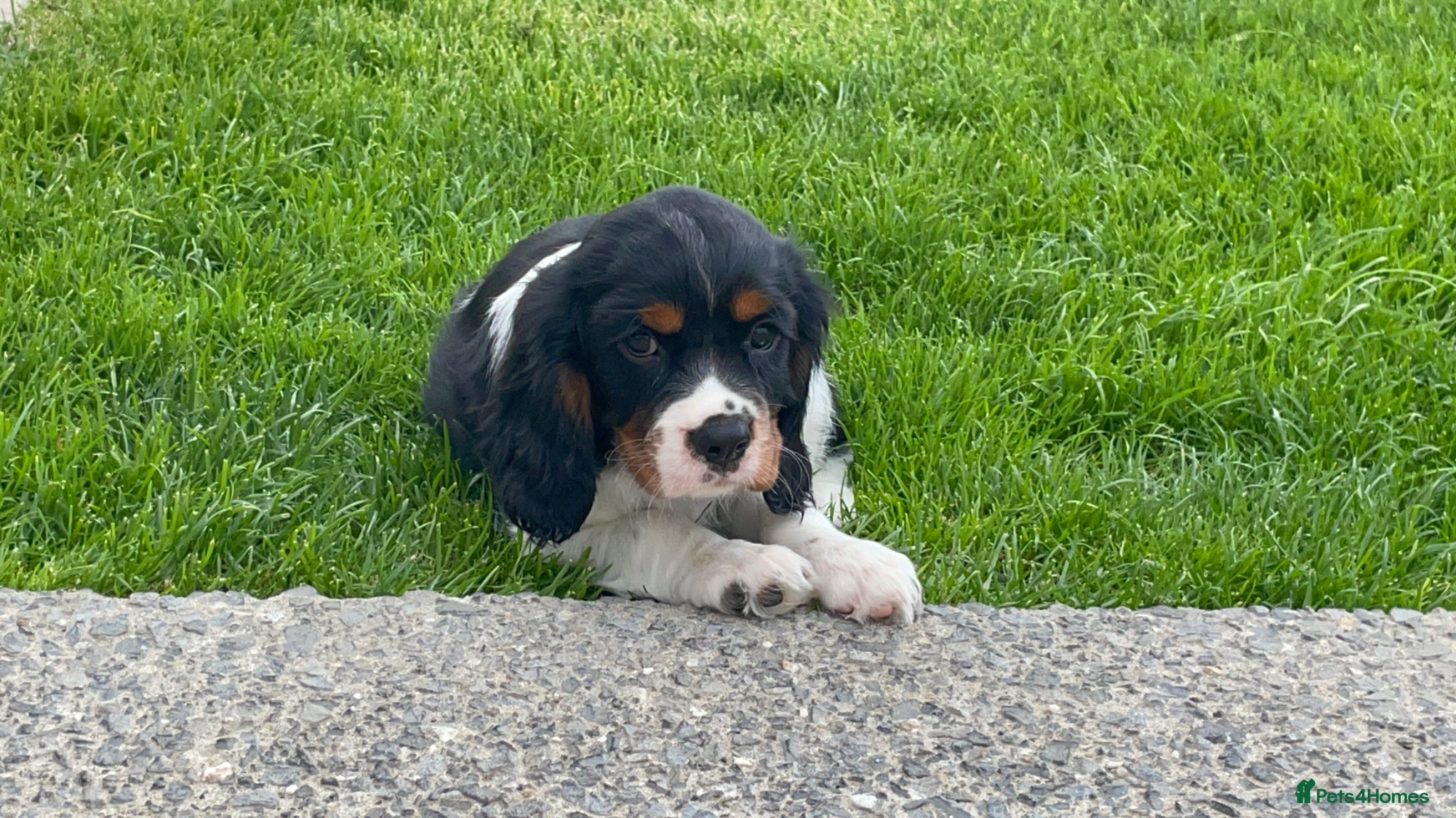 Cavalier King Charles Spaniel dogs Beautiful Cavalier King Charles Spaniel puppies - Advert 2