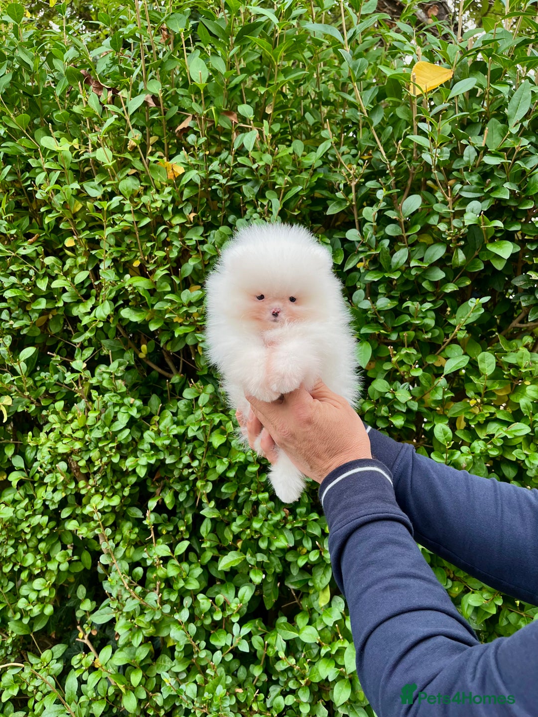 Pomeranian dogs for sale: Teddy face🐼Top quality🏆Very Tiny  - Image 3