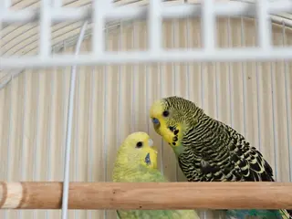 Budgerigars birds 2 Male Budgies with cage and cover - Advert 17