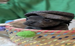 French Bulldog dogs for sale: Stunning French bulldog puppies 🐕 - Image 12