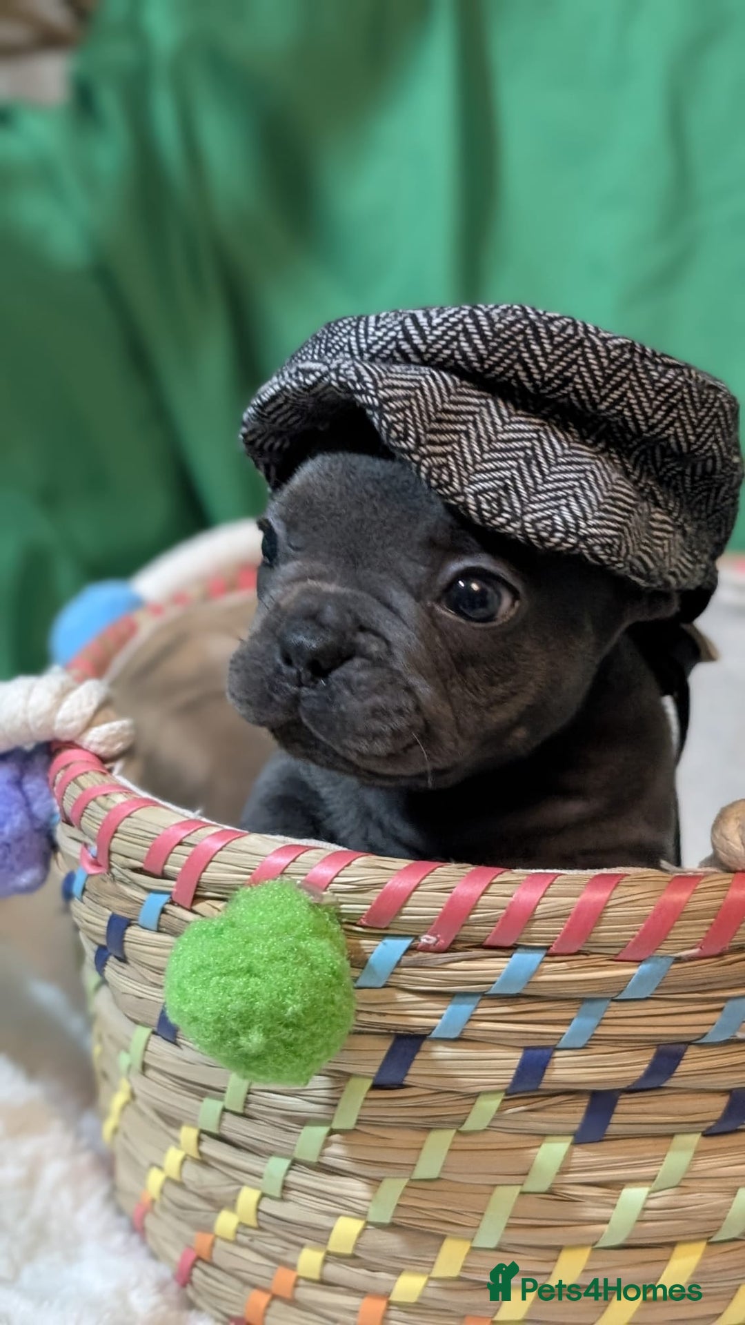 French Bulldog dogs for sale: Stunning French bulldog puppies 🐕 - Image 12