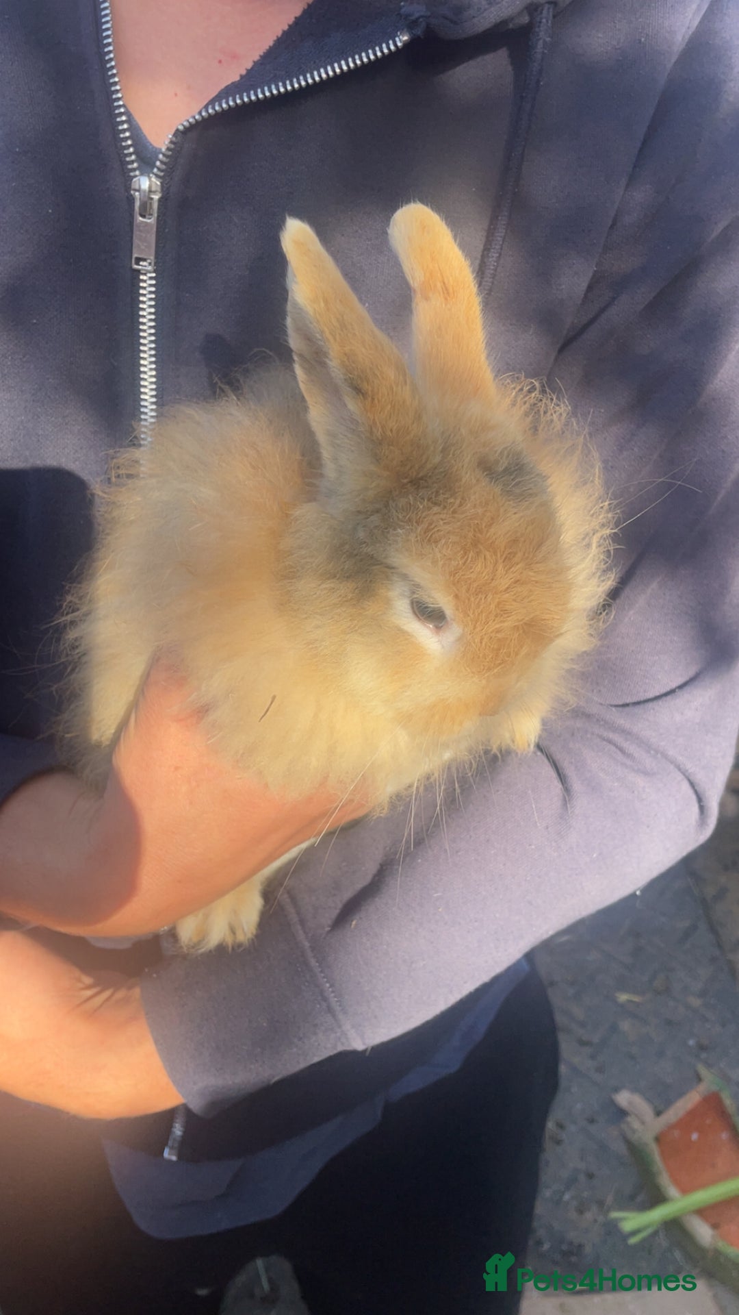 Lionhead rabbits for sale: Baby Male now ready for a new home - Image 2