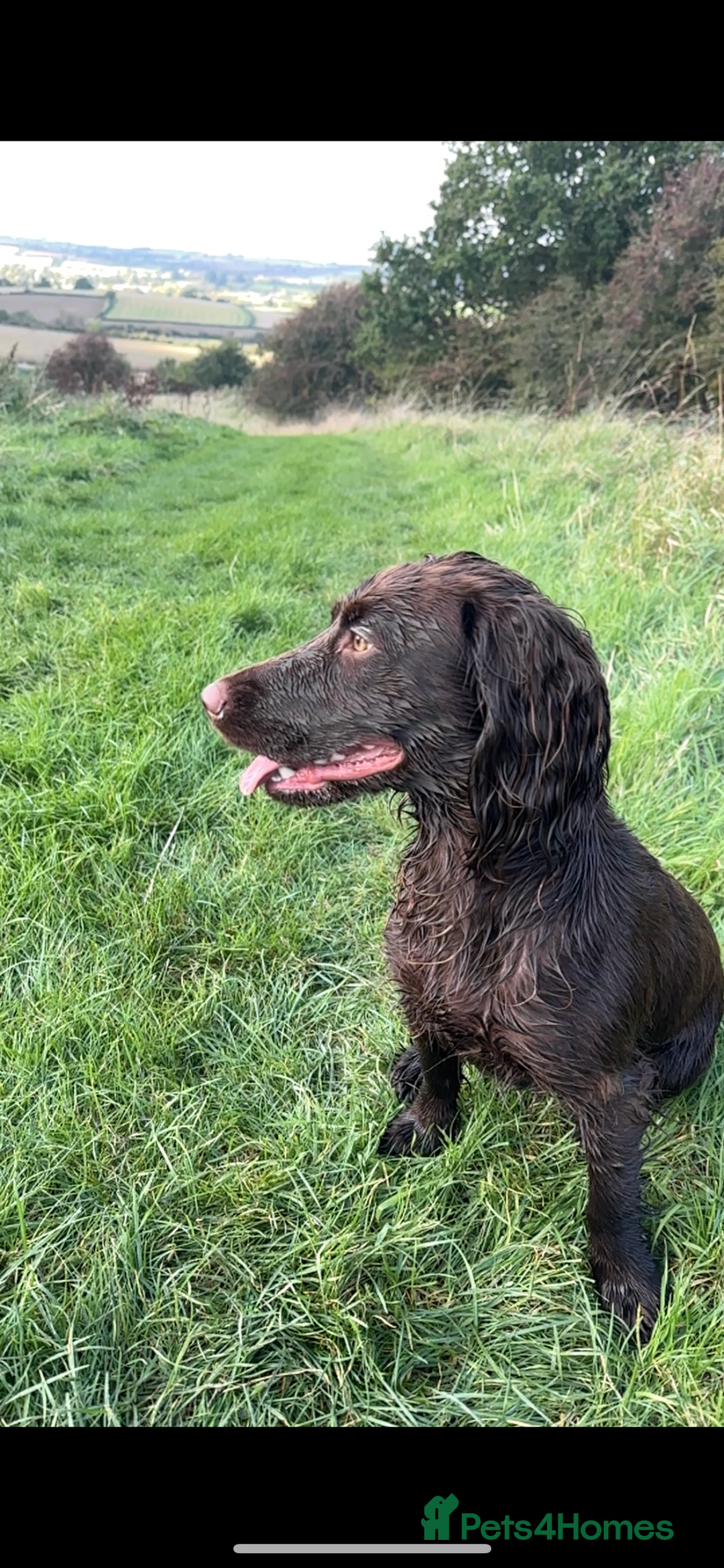 Cocker Spaniel dogs for sale: Cocker Spaniel Puppies looking for the best homes - Image 15