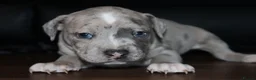 Staffordshire Bull Terrier dogs for sale: Beautiful staff puppies  - Advert 5