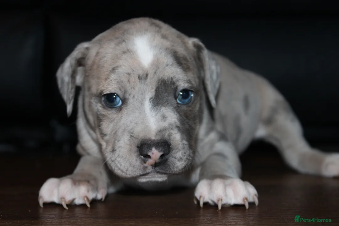 Staffordshire Bull Terrier dogs for sale: Beautiful staff puppies  - Advert 5