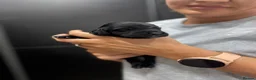 Cocker Spaniel dogs for sale: Working cocker spaniel pups - Advert 7