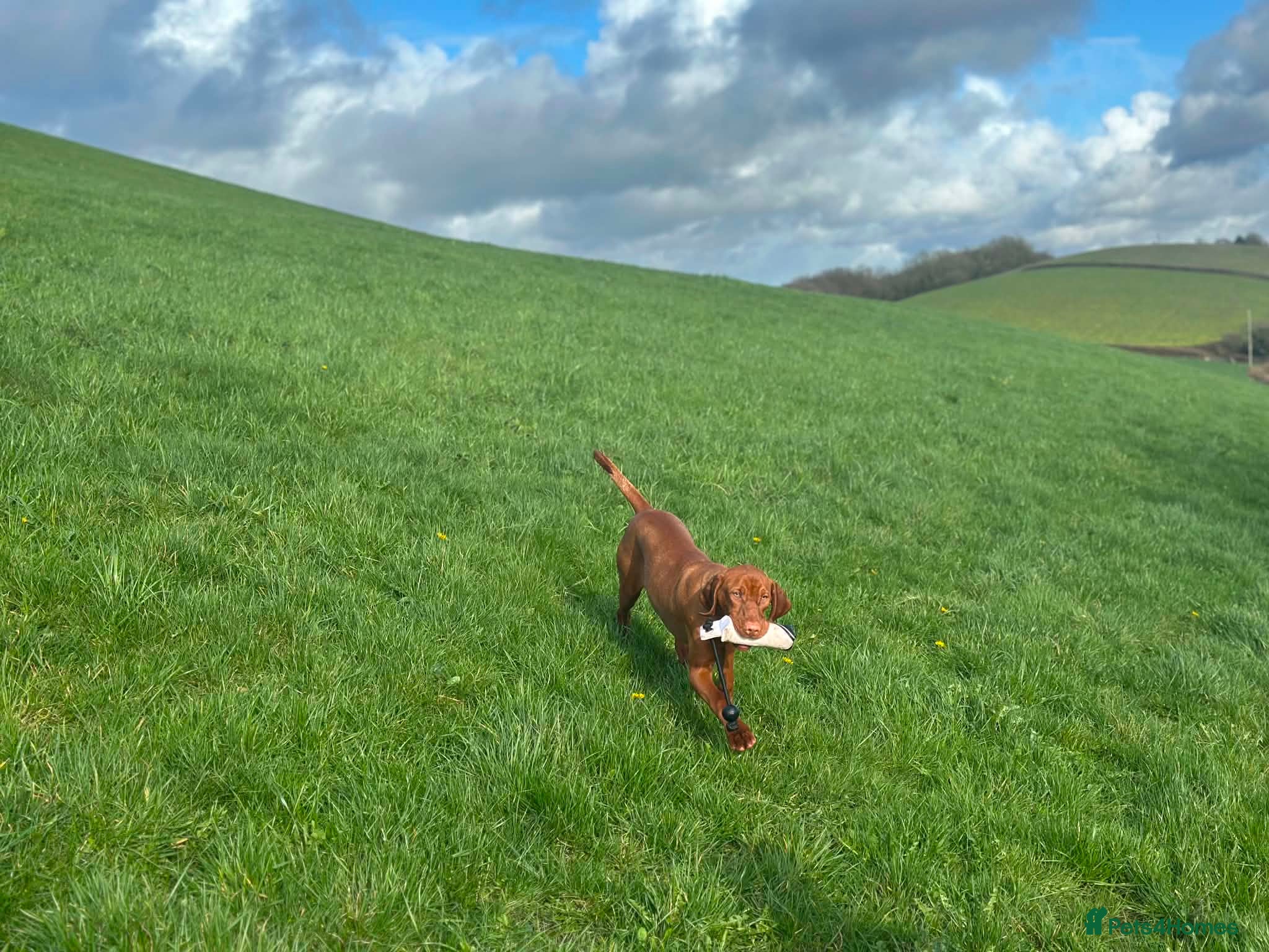 Hungarian Vizsla dogs 9 month old female kc registered - Advert 2