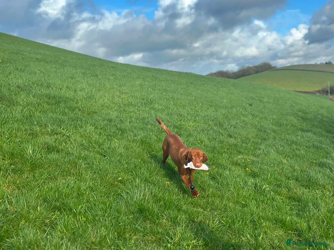 Hungarian Vizsla dogs for sale: 9 month old female kc registered - Advert 2