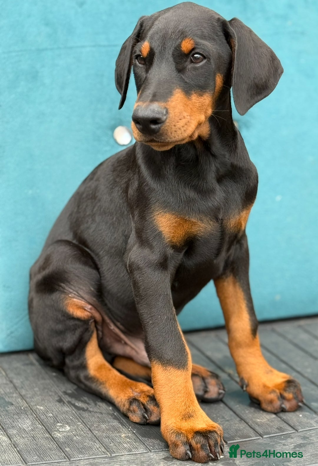 Dobermann dogs for sale: KC Reg Doberman Male - Image 5