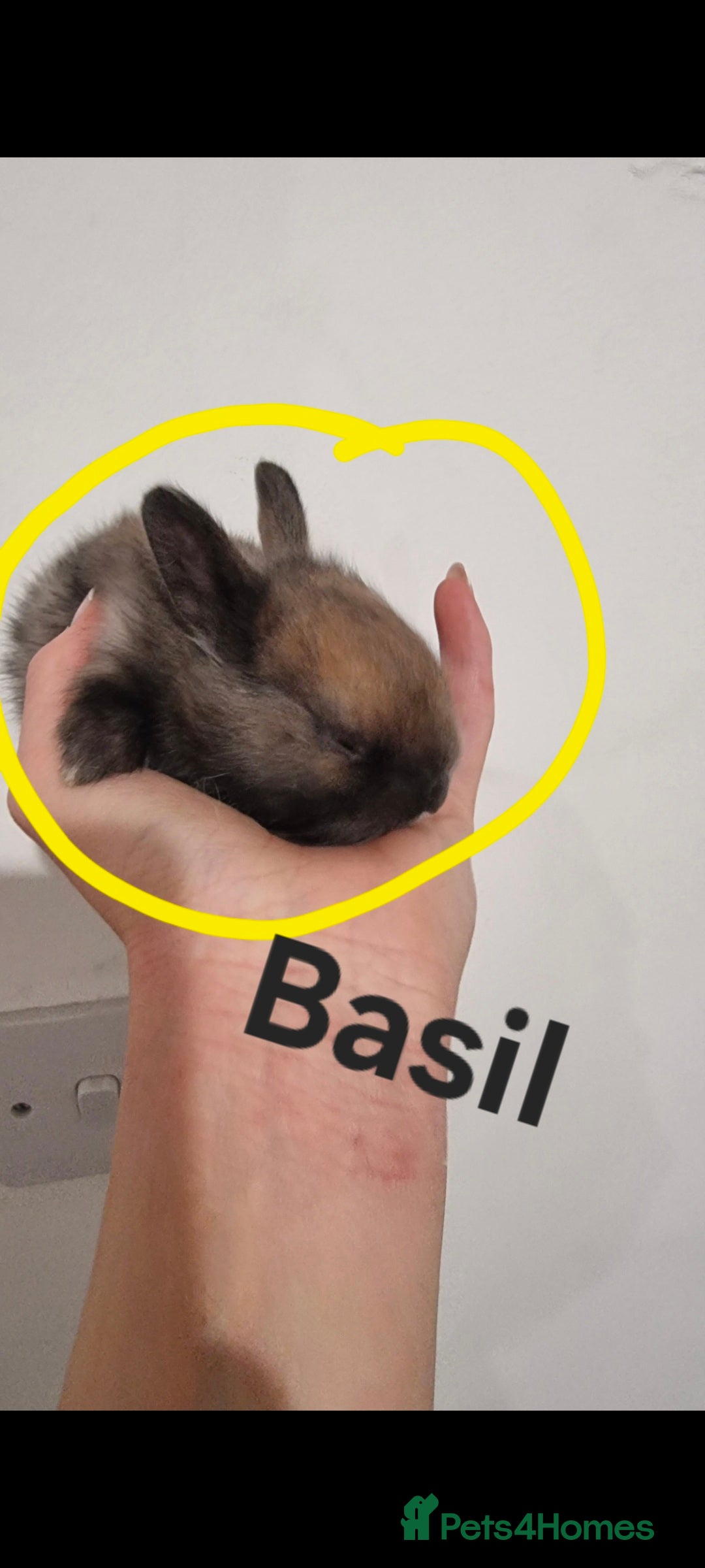 Lionhead rabbits for sale: Set of 3 baby bunnies - Image 4