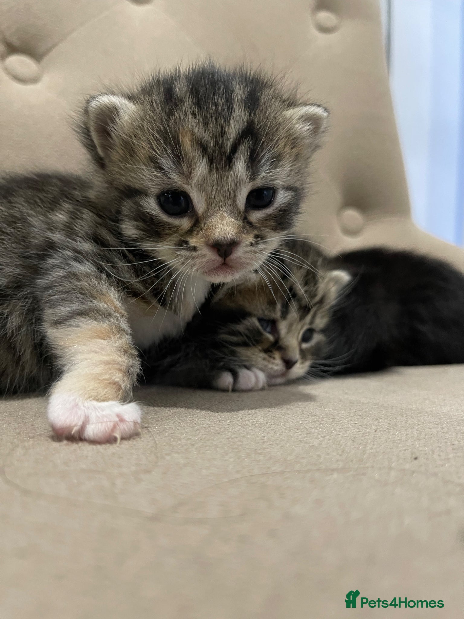 Persian cats Adorable Kittens for Sale - Advert 9