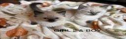Ragdoll cats for sale: Beautiful Ragdoll Kittens for sale (REDUCED) - Advert 2