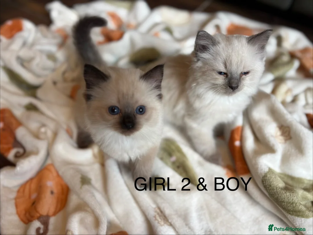 Ragdoll cats for sale: Beautiful Ragdoll Kittens for sale (REDUCED) - Advert 2