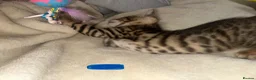 Bengal cats for sale: Pure breed Bengal kittens - Advert 7