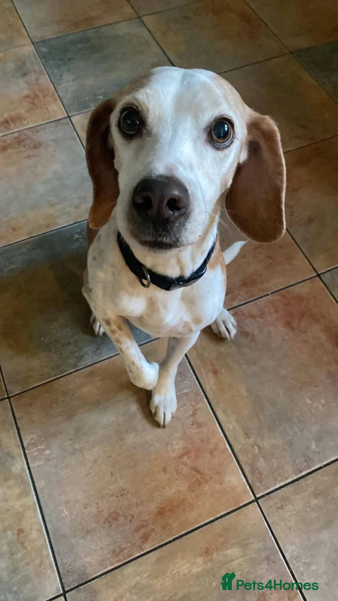 Mixed Breed dogs for adoption: Senior Basil is looking for his retirement home!  in Bedford - Advert 2