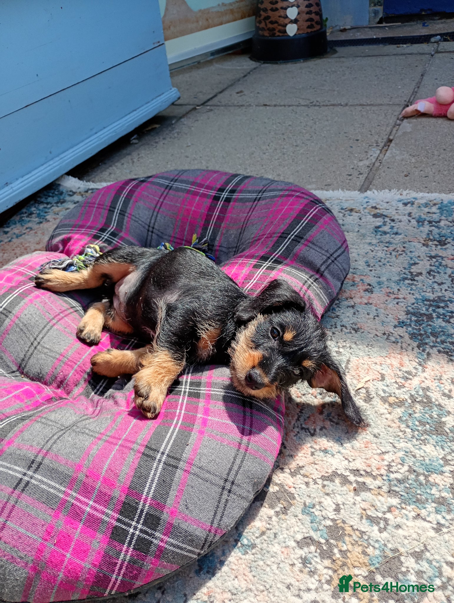 Mixed Breed dogs Miniature schnoxies  - Advert 2