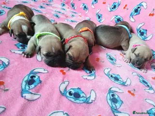 Staffordshire Bull Terrier dogs staff puppies - Advert 2