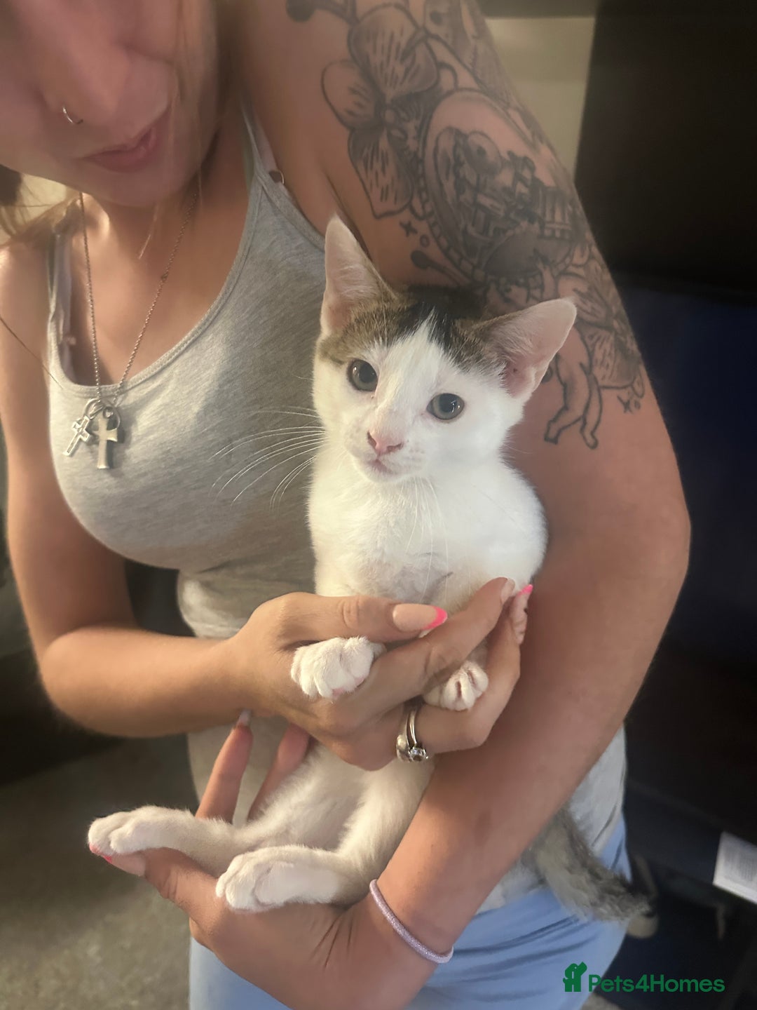 Mixed Breed cats for sale: ⭐️⭐️ 2 Males & 1 female mixed breed Kittens!!⭐️⭐️ - Image 8