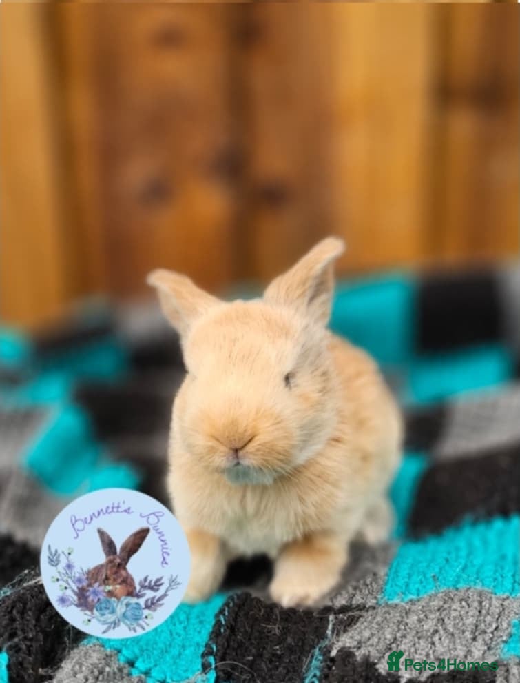 Continental Giant rabbits Continental Giant's - Advert 6