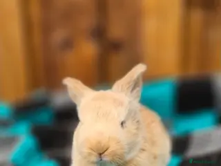 Continental Giant rabbits Continental Giant's - Advert 6