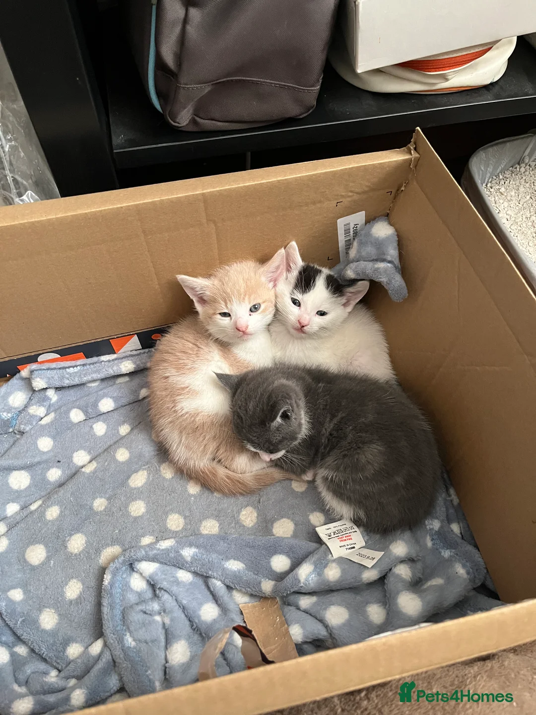 Mixed Breed cats for sale: 3 kittens for sale - Advert 1