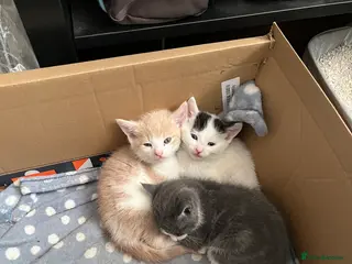 Mixed Breed cats 3 kittens for sale - Advert 2