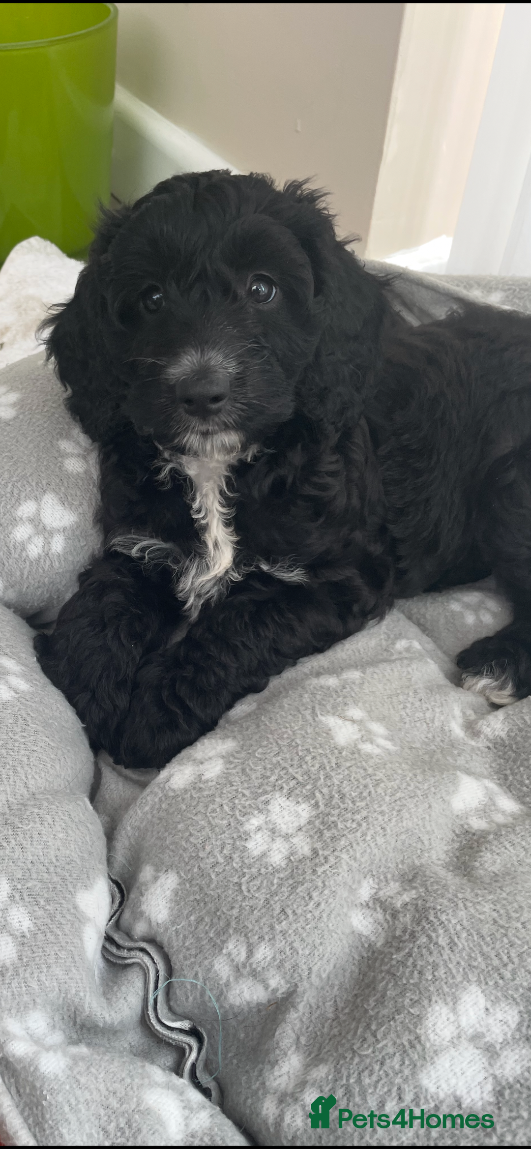 Cockapoo dogs for sale: Boni’s F1b pups, 2 little ones available 🖤🖤 - Image 19