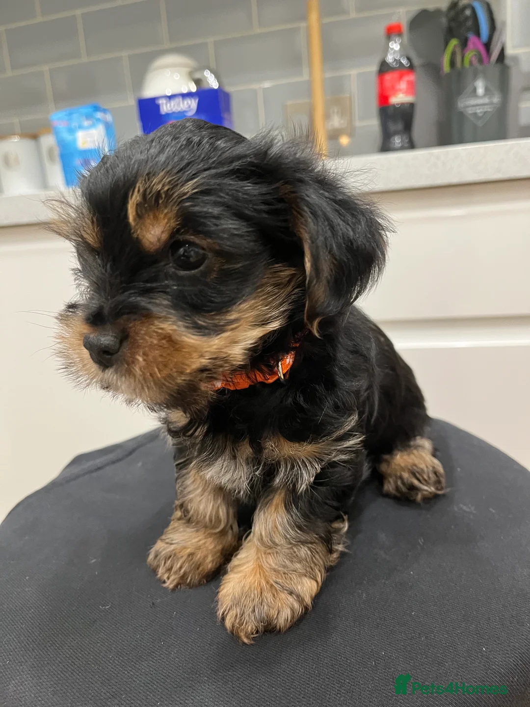 Yorkshire Terrier dogs for sale: READY NOW !! MINI YORKSHIRE TERRIERS FOR SALE - Advert 27