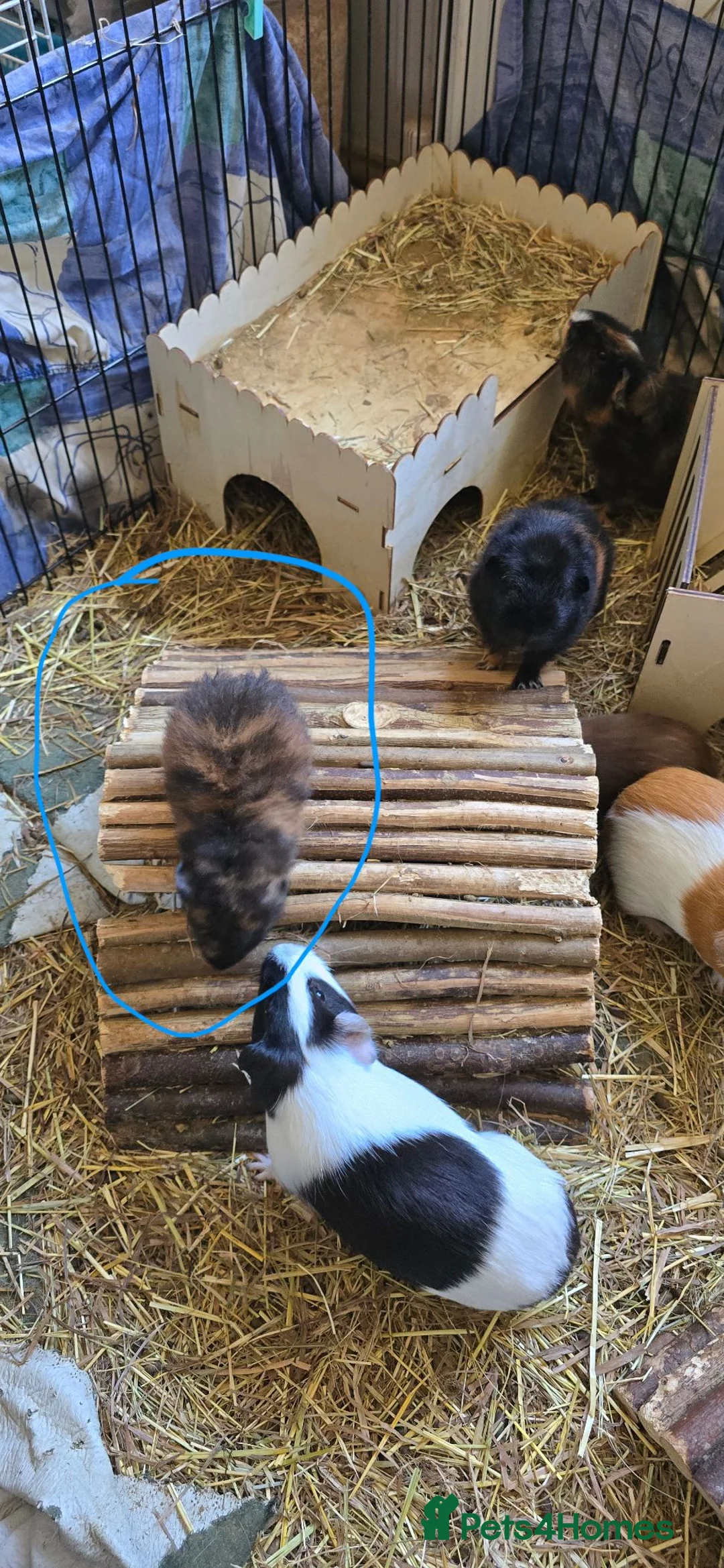 Guinea Pig rodents for sale: Guinea pigs - Advert 2