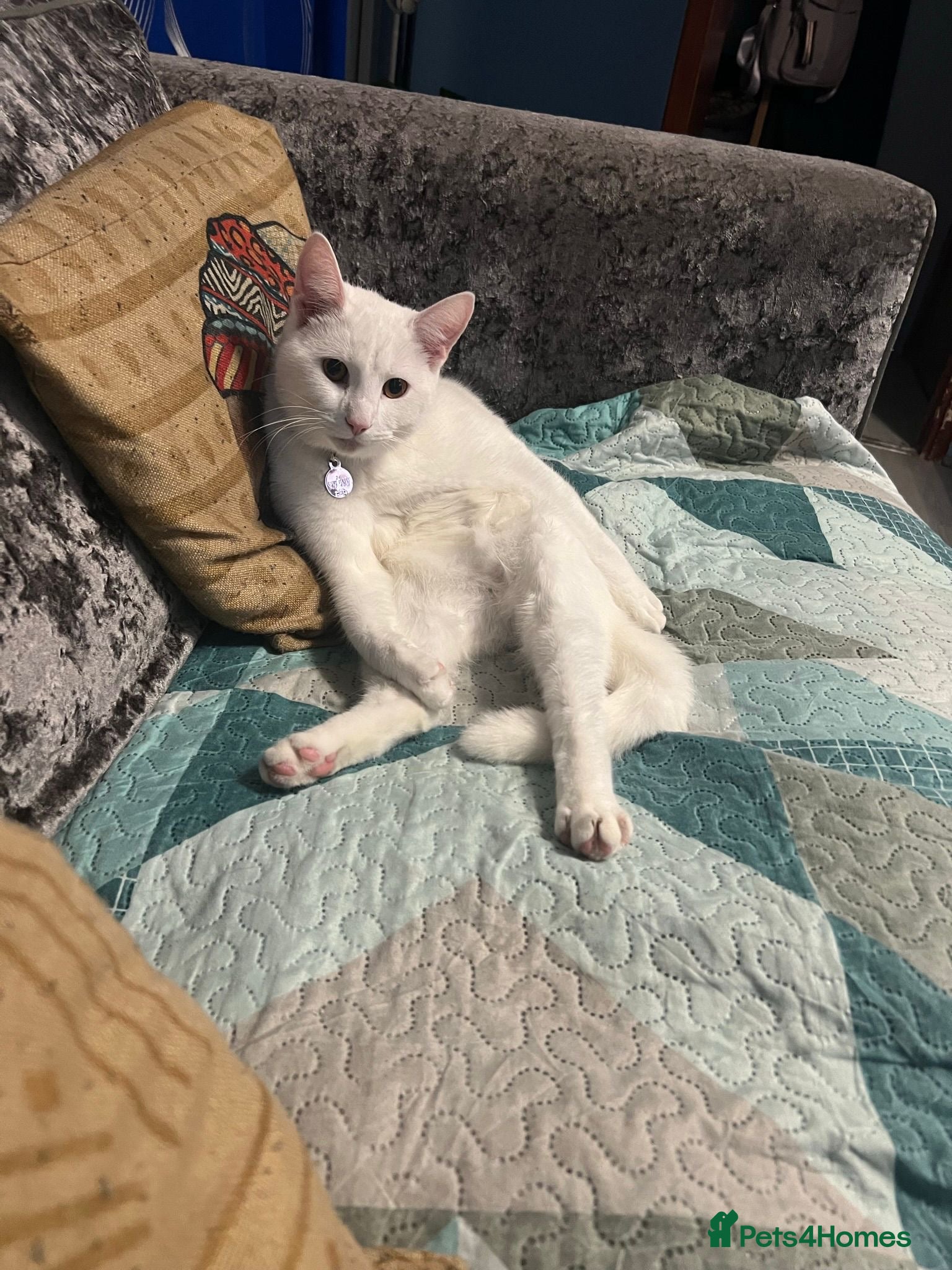 Mixed Breed cats White cat - Advert 1