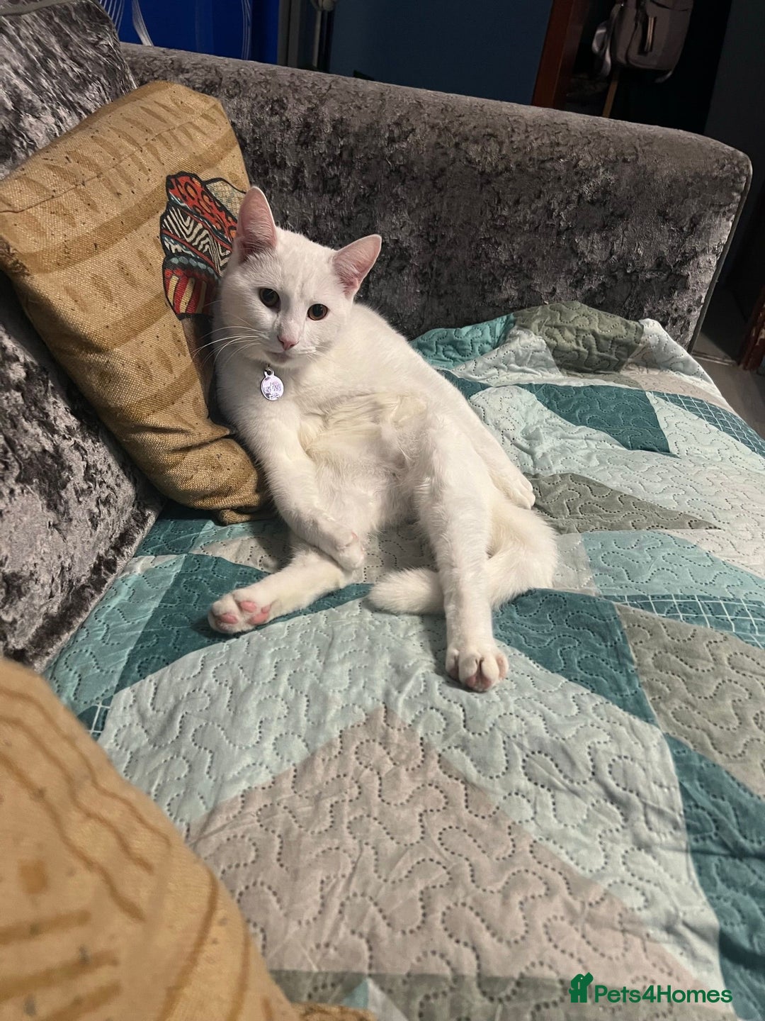 Mixed Breed cats for sale: White cat - Advert 1
