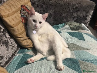 Mixed Breed cats White cat - Advert 1