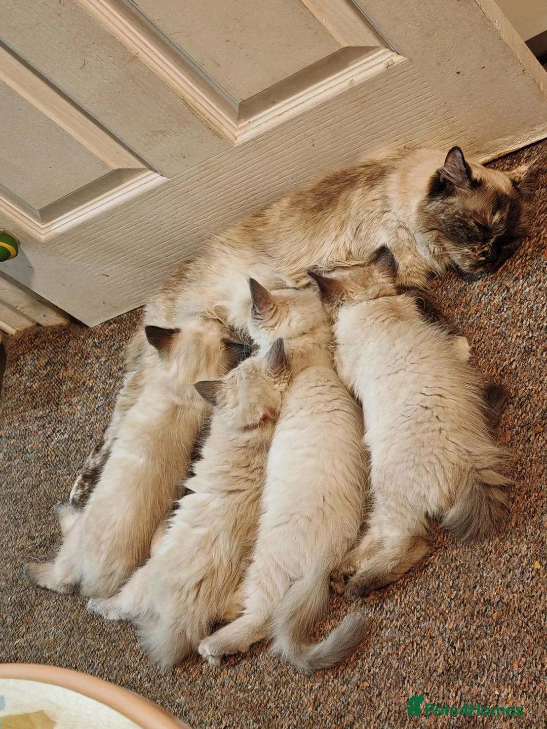 Ragdoll cats for sale:   READY NOW: Fluffy Blue-Eyed Ragdoll Boy! 💙 in Willenhall - Advert 2