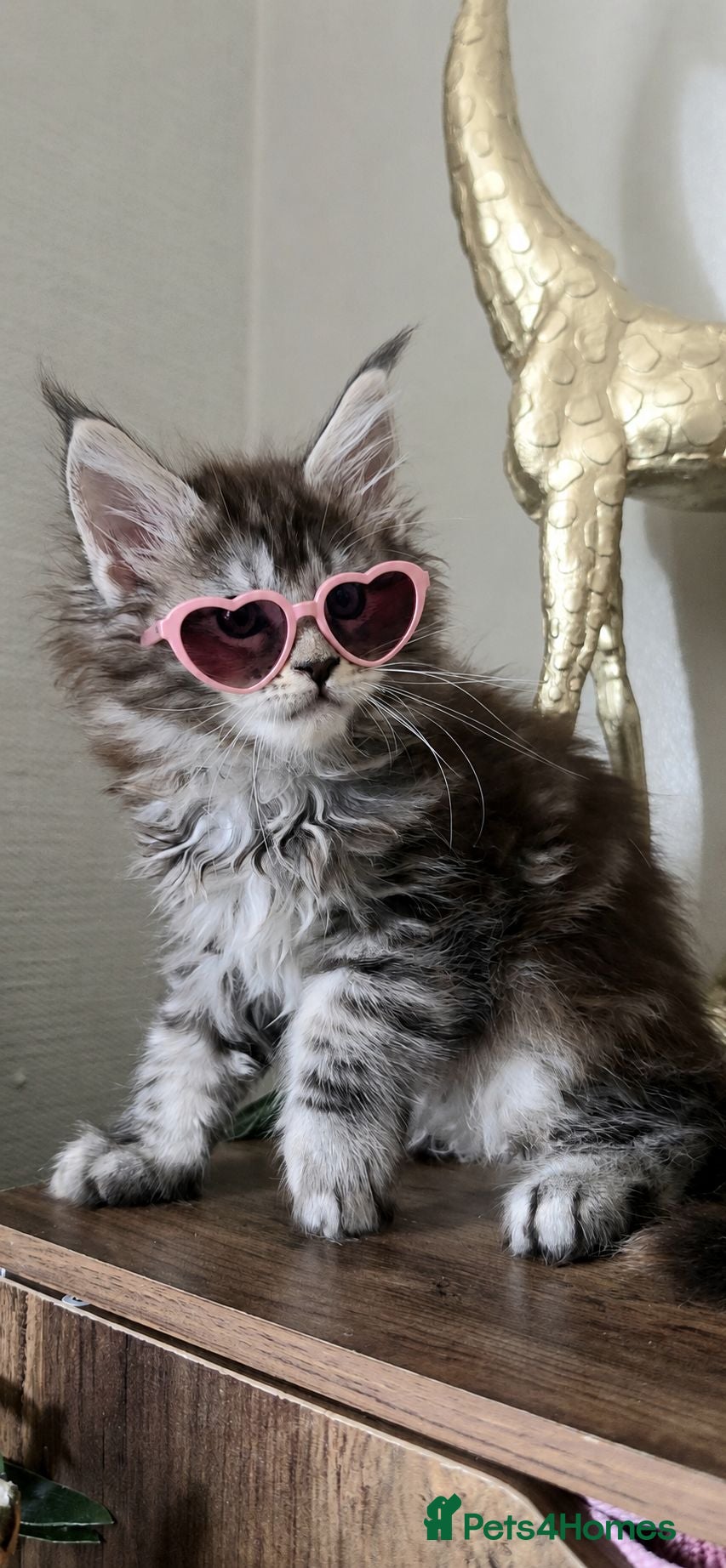 Maine Coon cats Beautiful Maine coon girl 🥰 - Advert 1